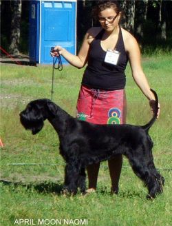 picture of dog