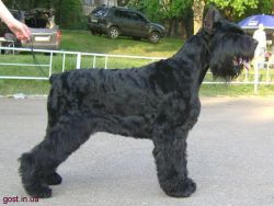 picture of dog