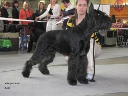 picture of dog