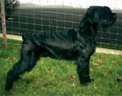 picture of dog