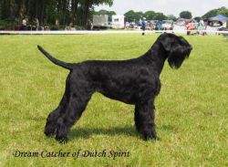 picture of dog
