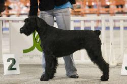 picture of dog