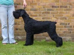 picture of dog
