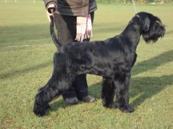 picture of dog