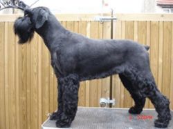 picture of dog
