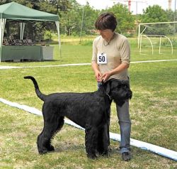 picture of dog