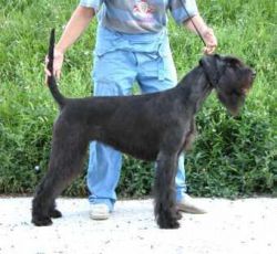 picture of dog
