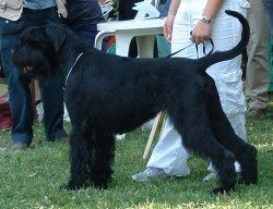 picture of dog