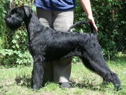 picture of dog