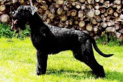 picture of dog