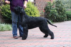 picture of dog