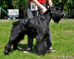 picture of dog