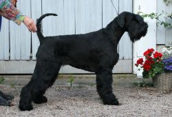 picture of dog
