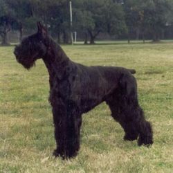 picture of dog