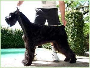 picture of dog