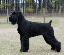 picture of dog