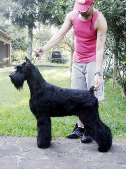 picture of dog