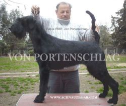 picture of dog