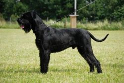 picture of dog