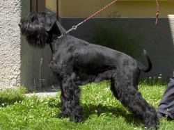 picture of dog