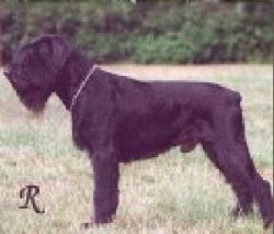 picture of dog