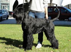 picture of dog
