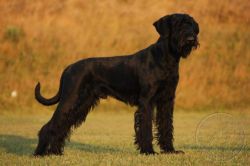 picture of dog