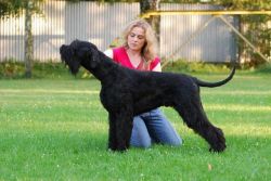picture of dog