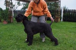 picture of dog