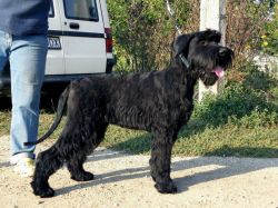 picture of dog