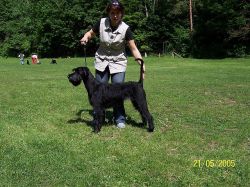 picture of dog