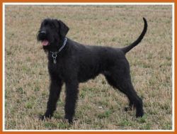 picture of dog