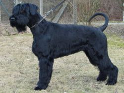 picture of dog