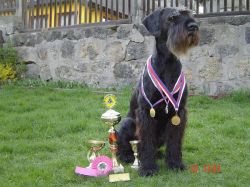 picture of dog