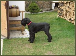 picture of dog