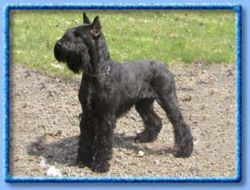 picture of dog
