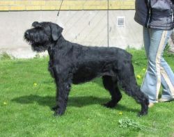 picture of dog