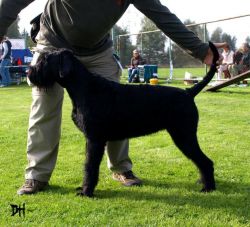 picture of dog