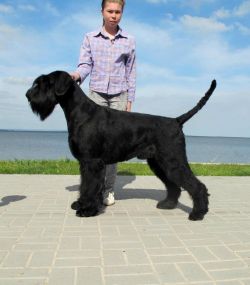 picture of dog