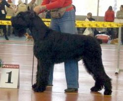 picture of dog