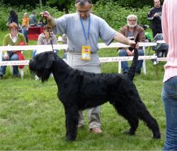 picture of dog