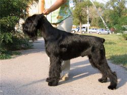 picture of dog