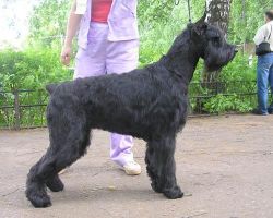 picture of dog
