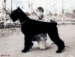 picture of dog