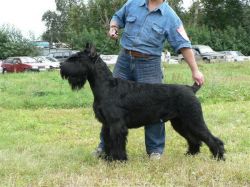 picture of dog