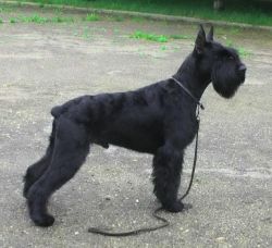 picture of dog