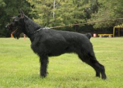 picture of dog