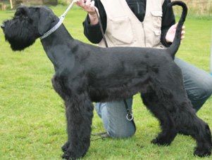 picture of dog