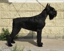 picture of dog