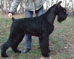 picture of dog